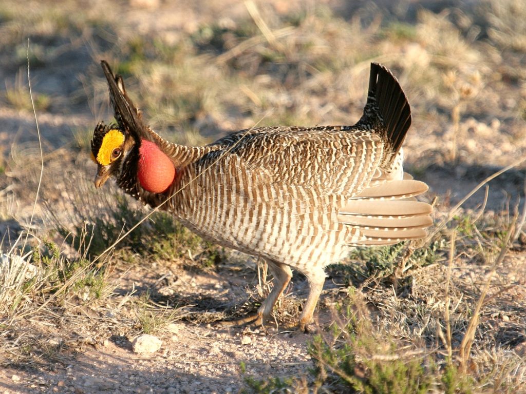 A lesser prairie chicken