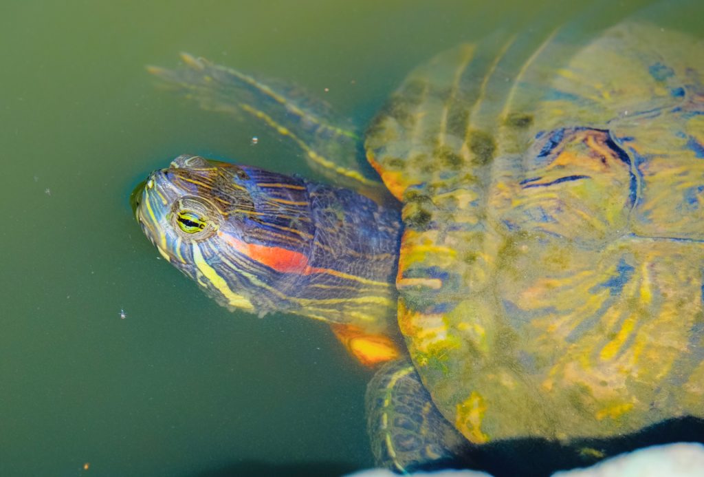 A turtle in water