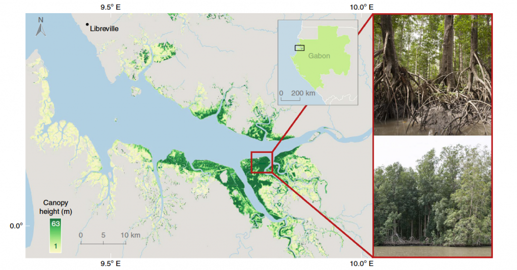 A map showing mangrove canopy height