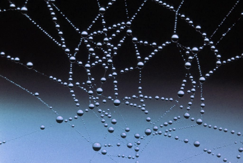 A spiderweb covered in water droplets
