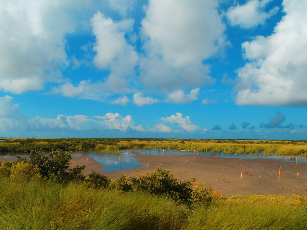 A wetland area with survey markers throughout against a partly cloudy sky