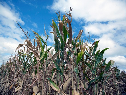 Looking up toward a partly cloudy sky through a yellowing crop of corn