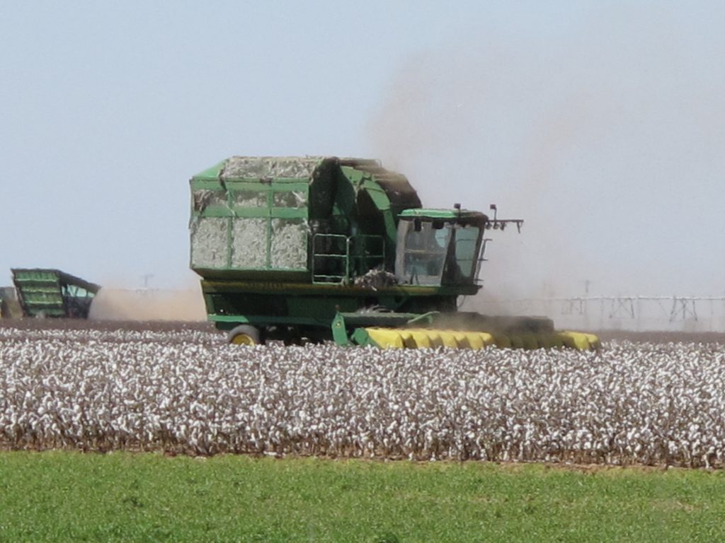 A machine harvesting cotton