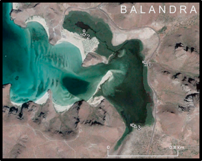 A satellite view of a mangrove wetlands area in the Gulf of California
