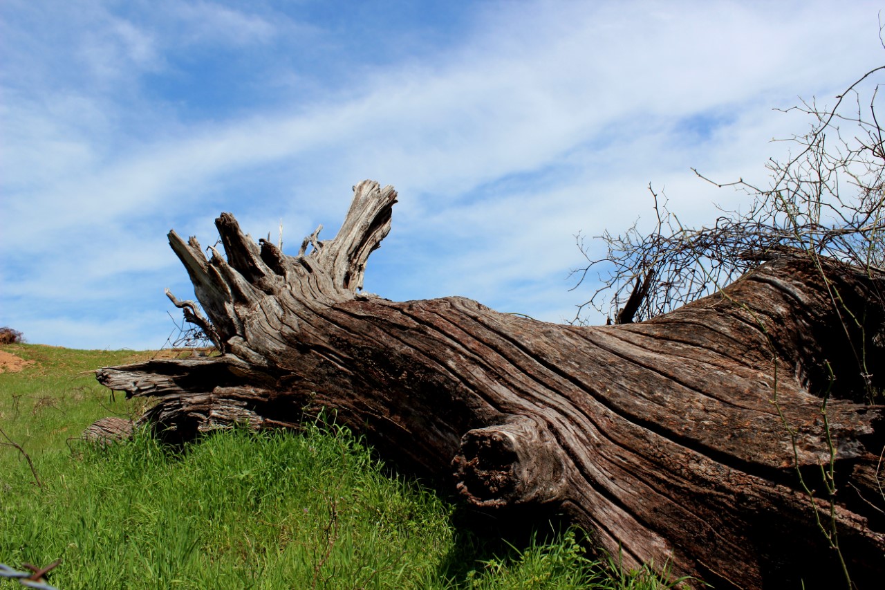 A dead tree branch against a partly cloudy sky above and green grass below