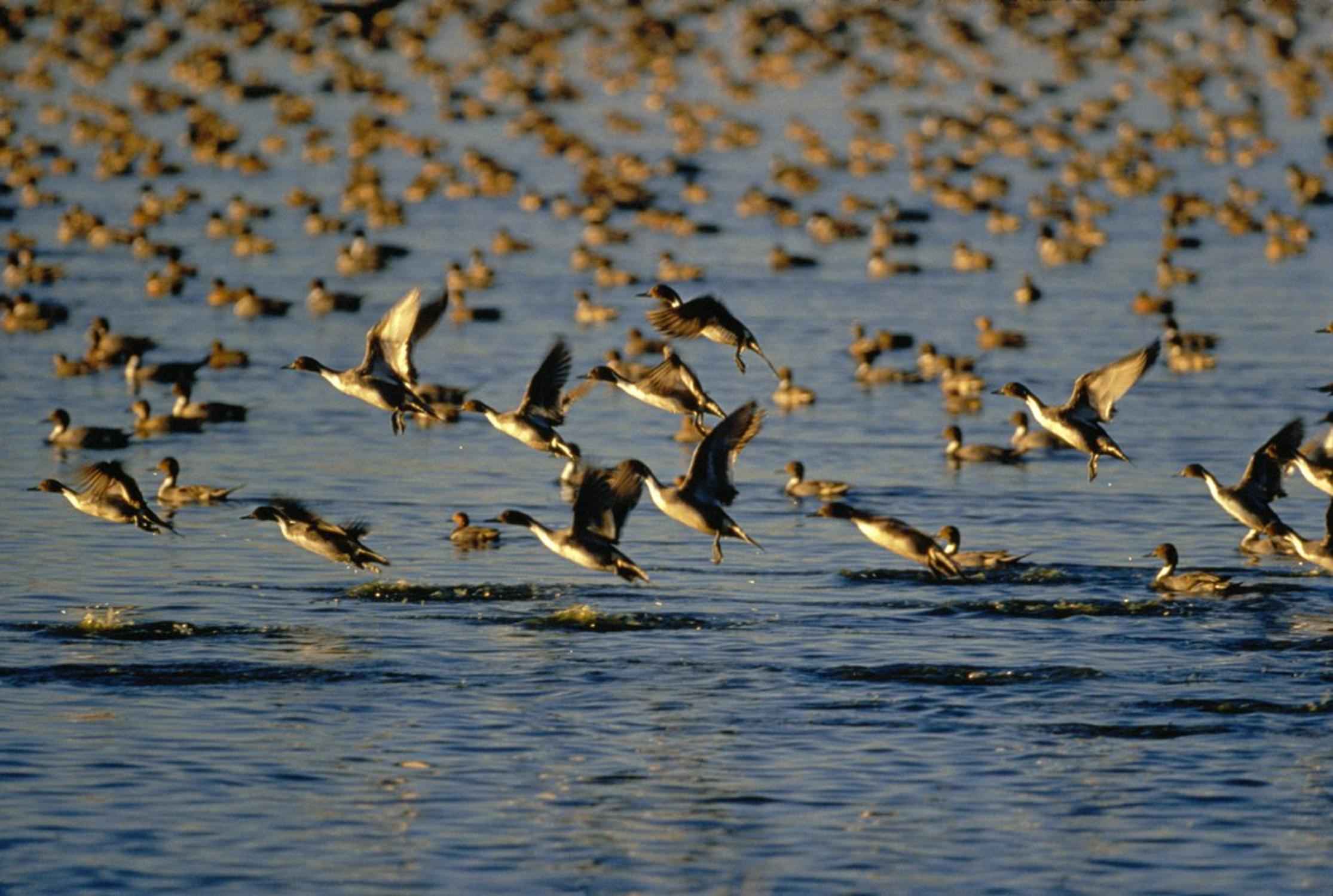 A flock of birds takes off from a body of water