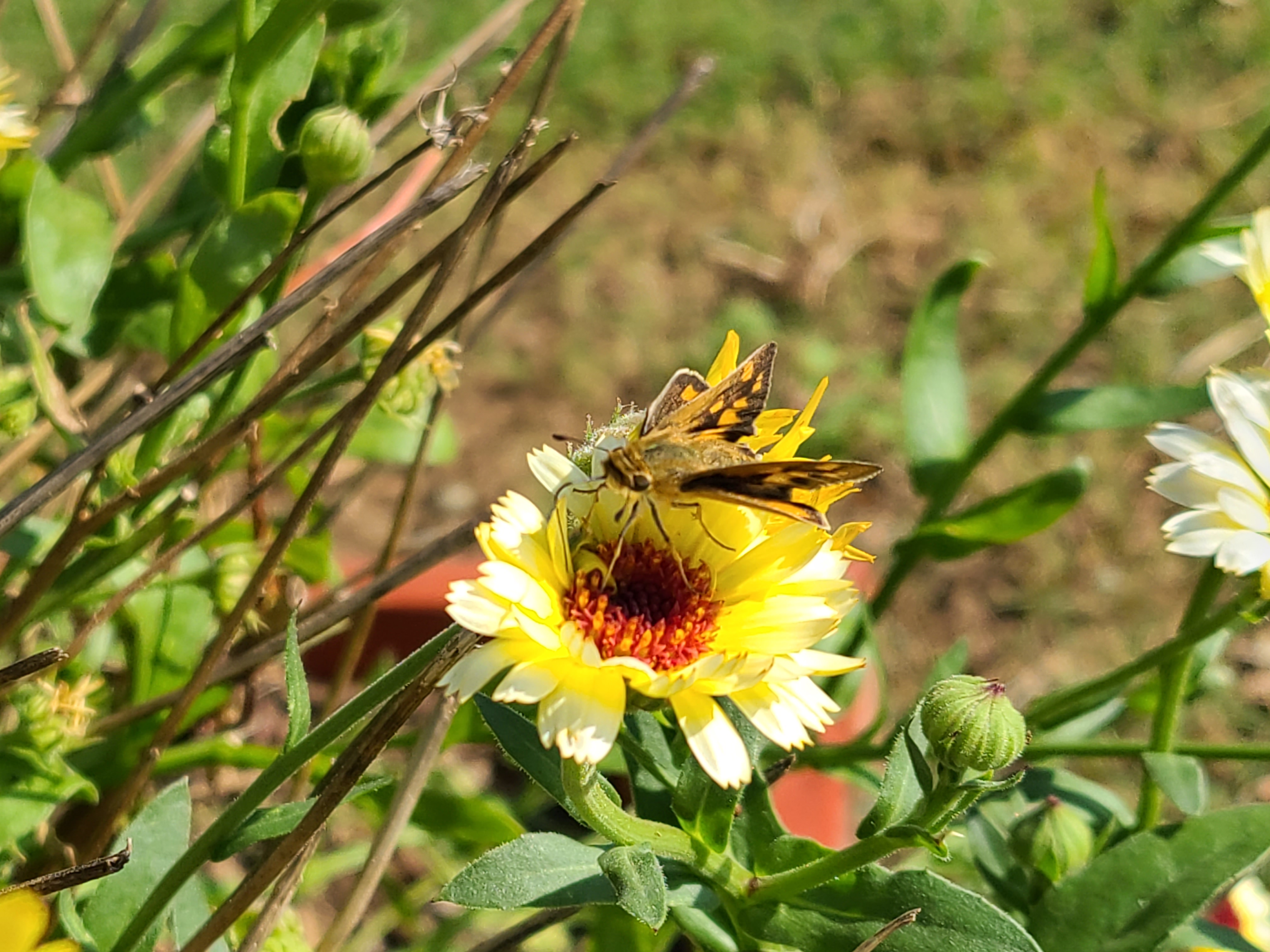 A moth on a yellow flower taken by Michael Beck