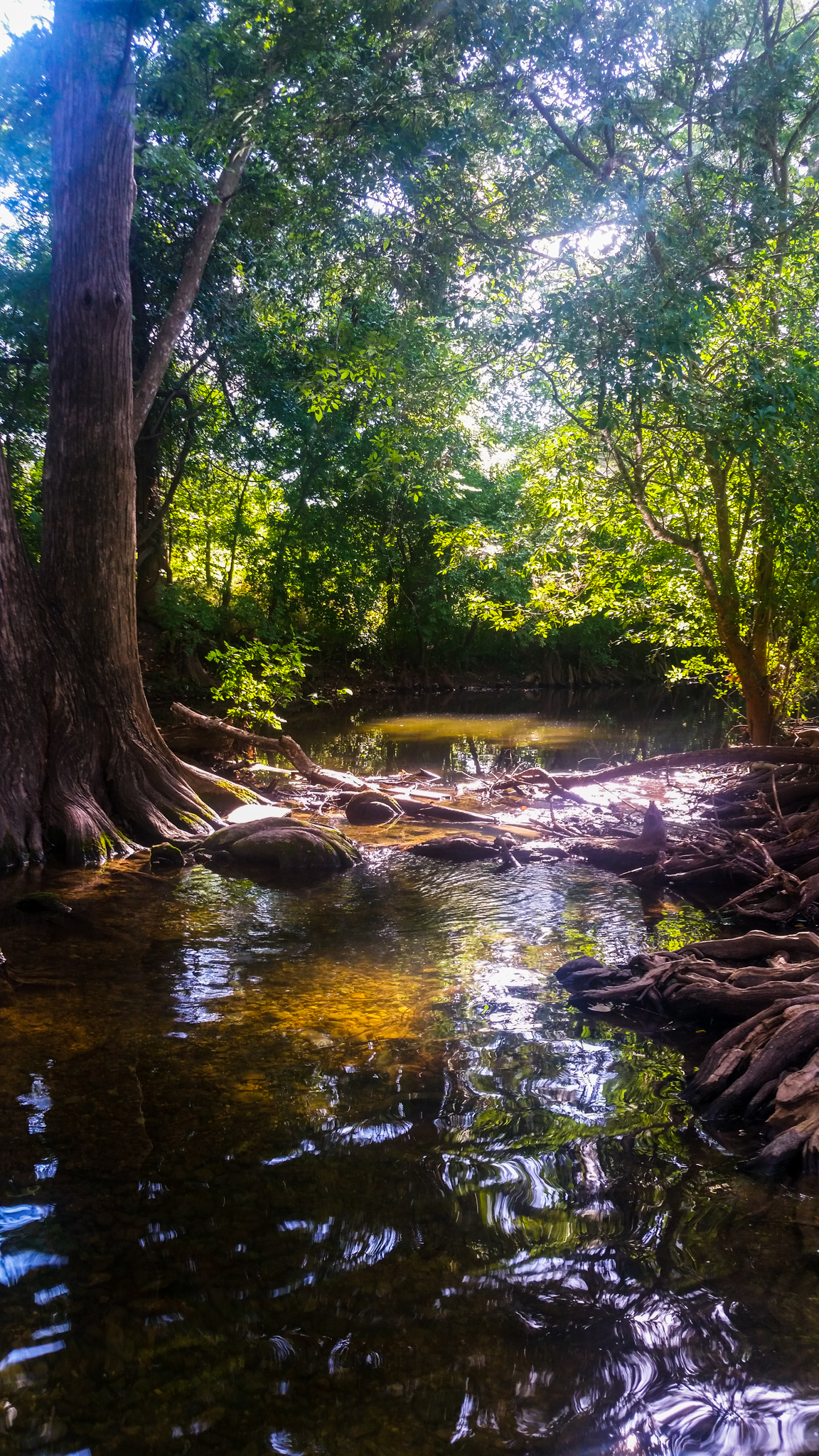 A view from Cibolo Creek in Texas