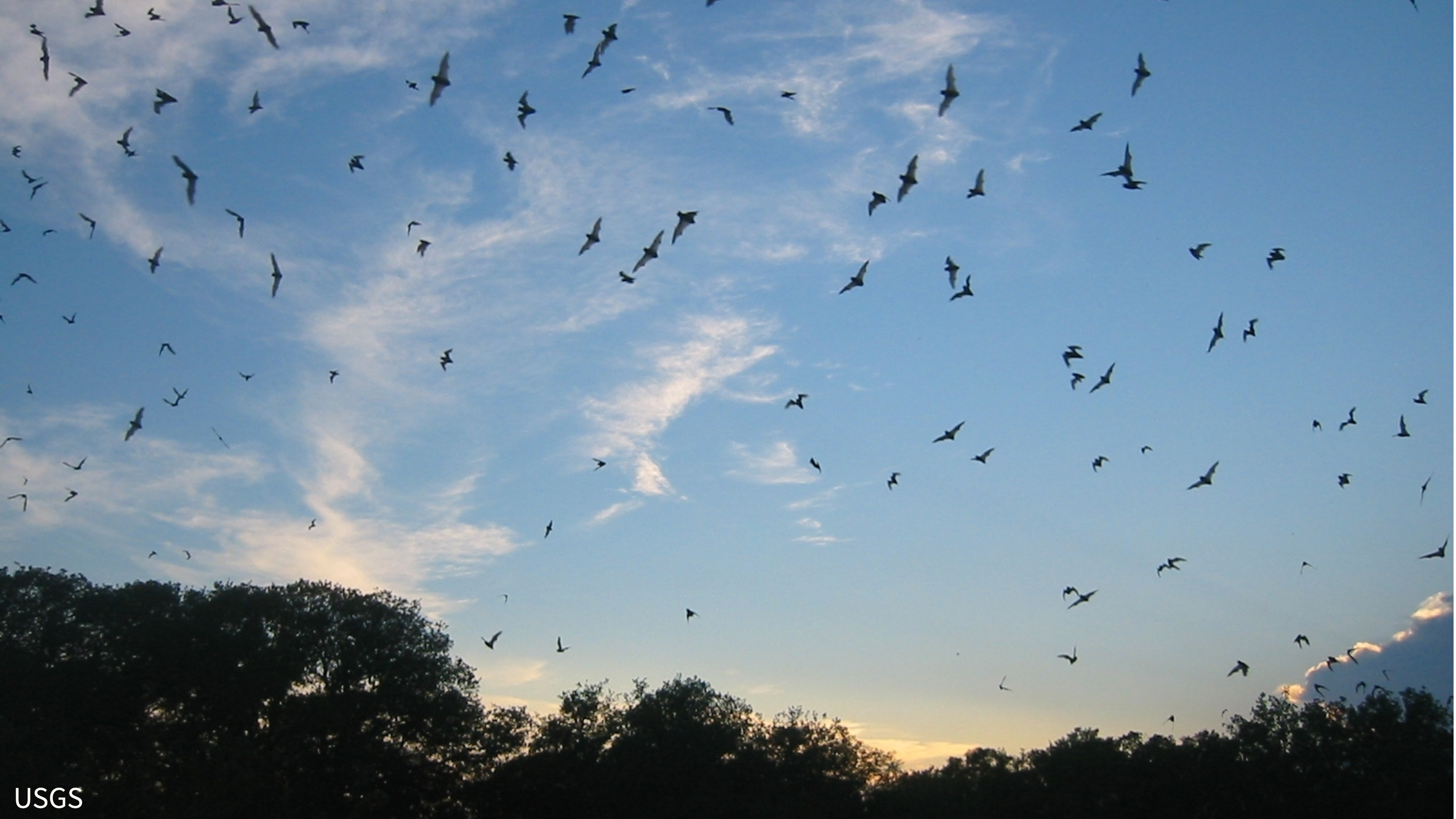 Bats flying in a dusky sky. Photo credit: USGS