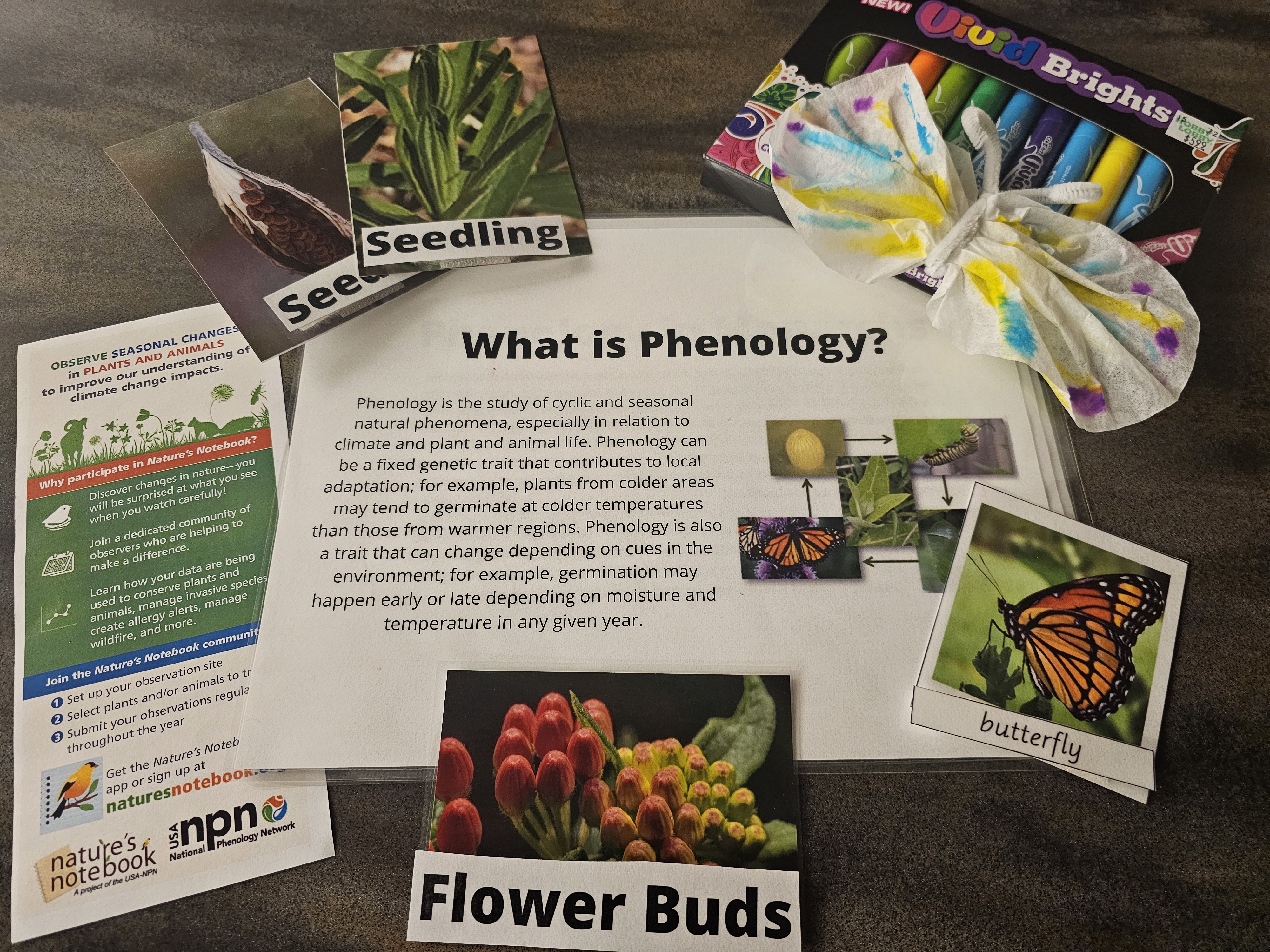 A spread of items from the Butterfly Phenology kit, including a brochure, a handout, labeled images, markers, and a paper-made butterfly