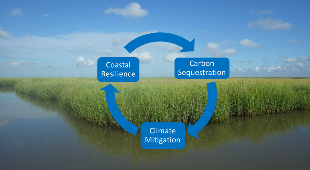 A wetland with a diagram showing a cycle of coastal resilience, carbon sequestration, and climate mitigation