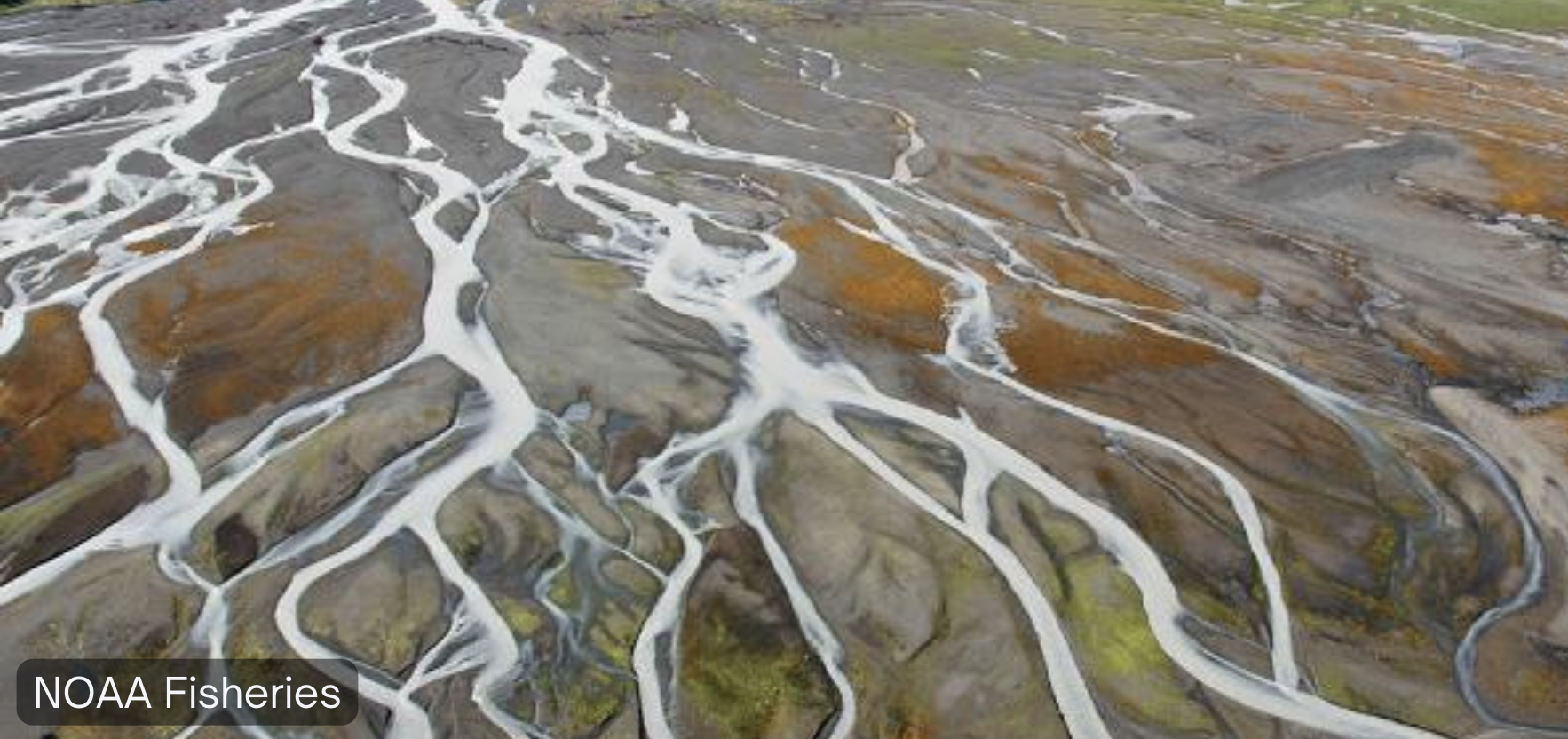 A wetland with many interconnecting streams. Credit: NOAA Fisheries