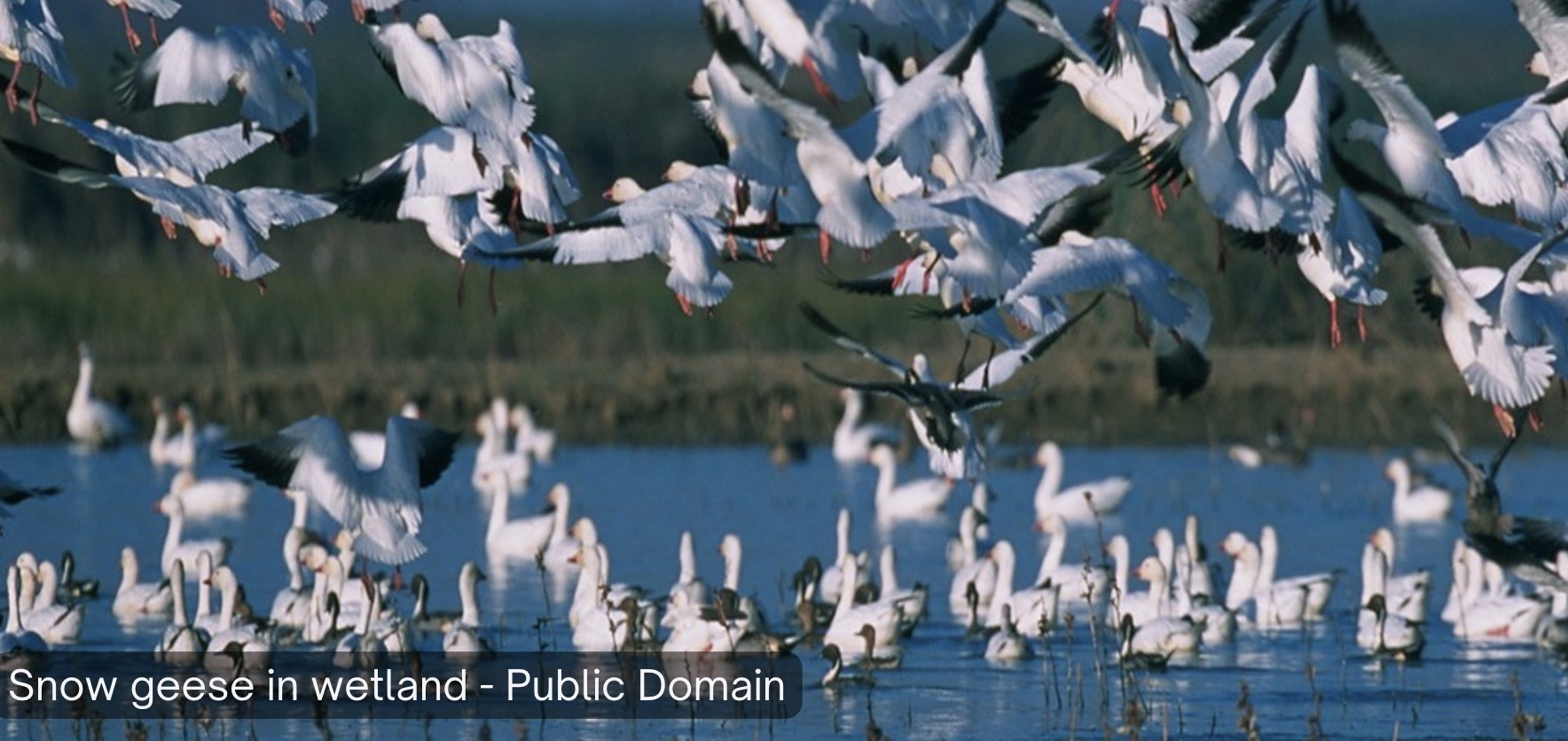 A flock of snow geese taking flight