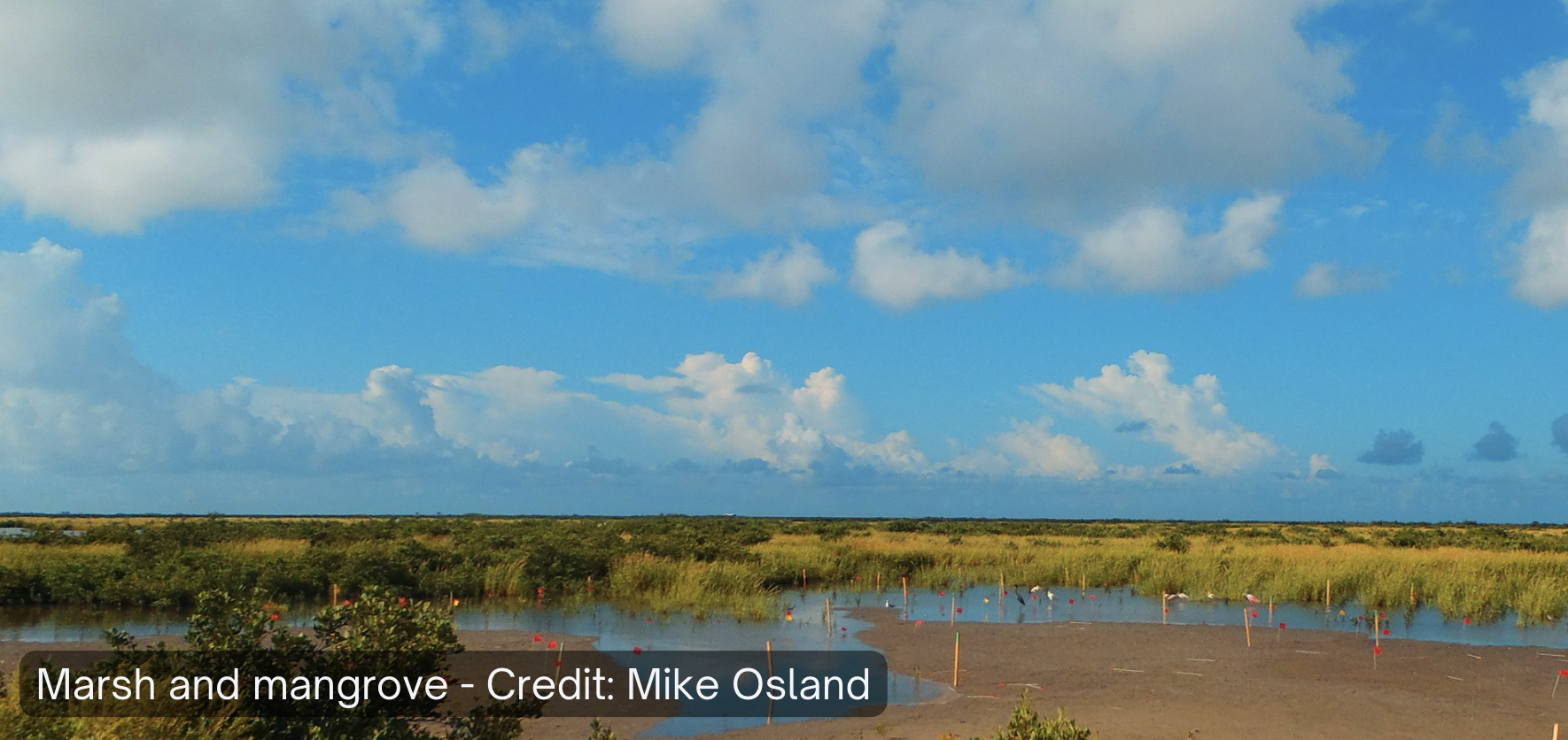 A mangrove marsh. Credit: Mike Osland