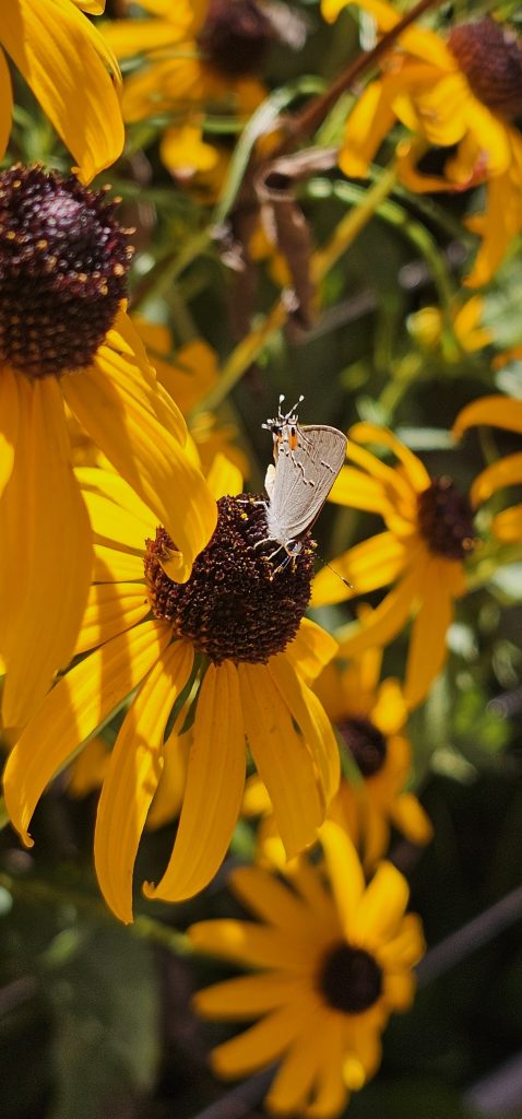 A moth perched in the center of a yellow flower